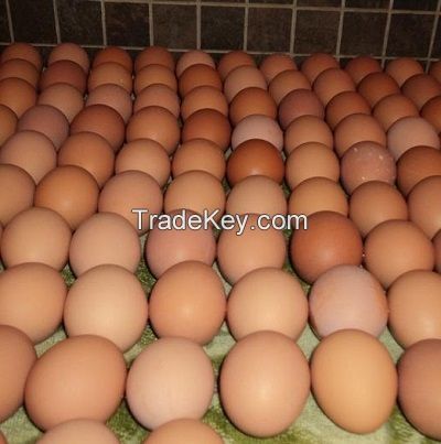 Fresh Farm Eggs Premium Grade  for sale