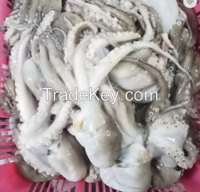 FROZEN OCTOPUS LONG ARM WHOLE / HIGH QUALITY - FROZEN BABY OCTOPUS /