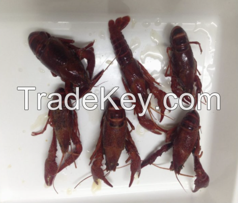 Frozen Crayfish / Best Quality dried Crayfish