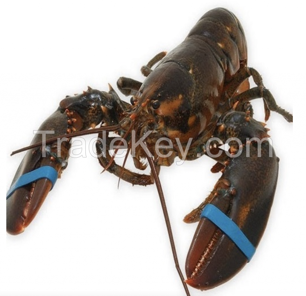 Live Boston Lobster/ Live Canadian Lobsters / Frozen Lobster Tails available for sale
