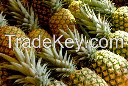 Fresh pineapple supplier looking for buyers and importers