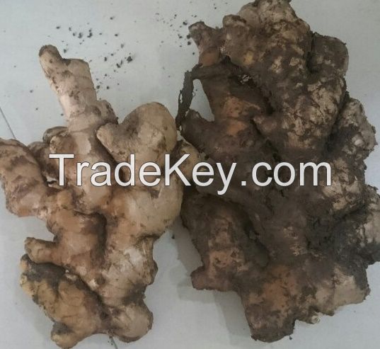 fresh ginger/garlic importer contact us