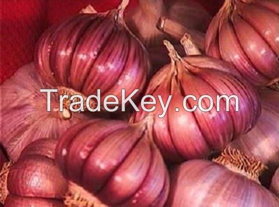 Red Garlic