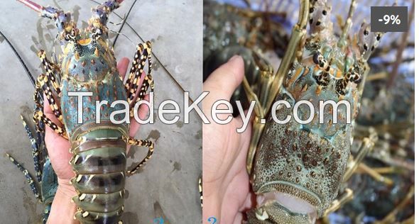 Live Spiny Lobster Homarus, Ornatus, Versicolour