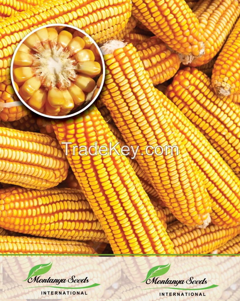 hybrid corn seed