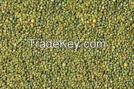 green millets