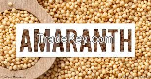 Amaranth grain