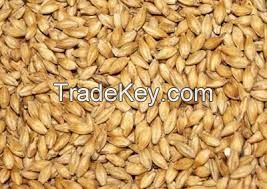 barley for Animal Feed