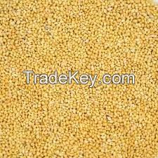 dried hulled white, yellow, green, red & black millets