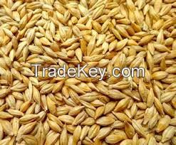 Australian Barley