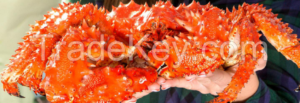 High Quality Atlantic Sweden Frozen King Crabs