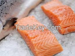 frozen salmon fish
