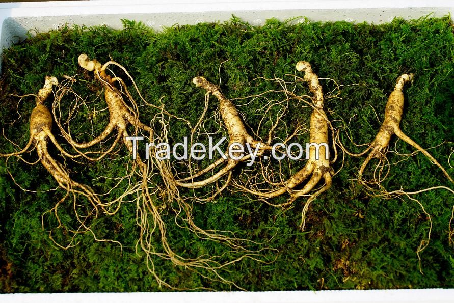 Wild Cultivated Ginseng