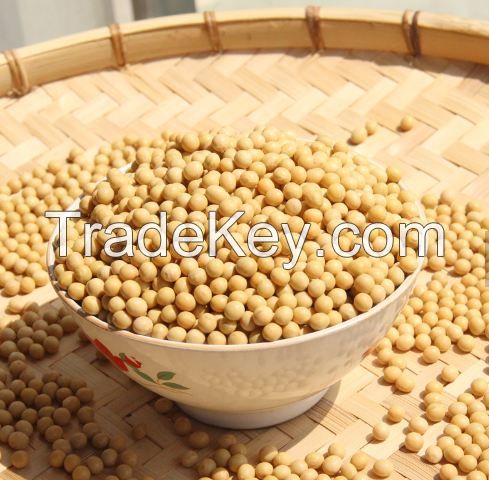 NON-GMO Dried Yellow Soybean