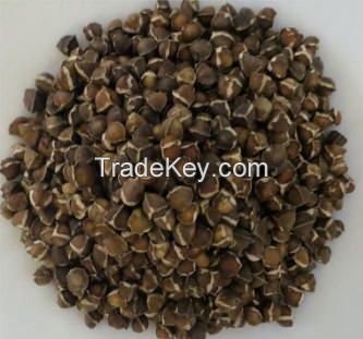Moringa Oleifera Seeds / Moringa Seed Best Price