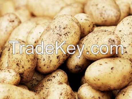 2017 new crop fresh potato