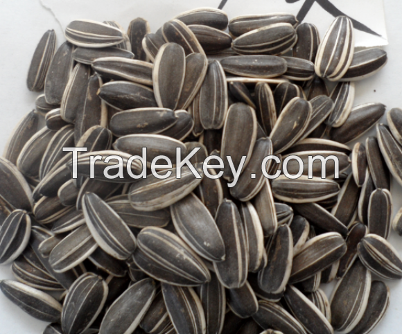 SUNFLOWER SEEDS 5009 240-250