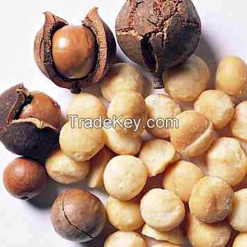 High Quality Grade macadamia nuts