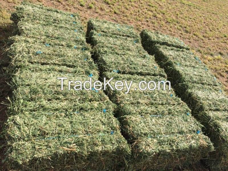 Best Quality Alfafa Hay, Timothy Hay, Alfafa in Bales at low rate