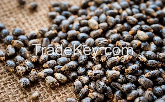 Premium Quality Castor Seeds