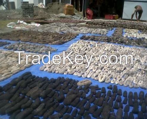Dried Sea Cucumber for sale