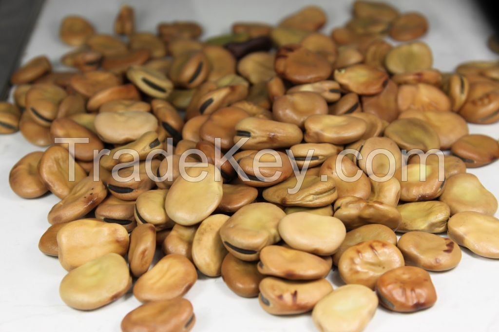 dried broad beans green fava beans