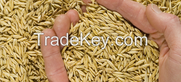 Sell Quality whole oats for oats flakes , oats flour