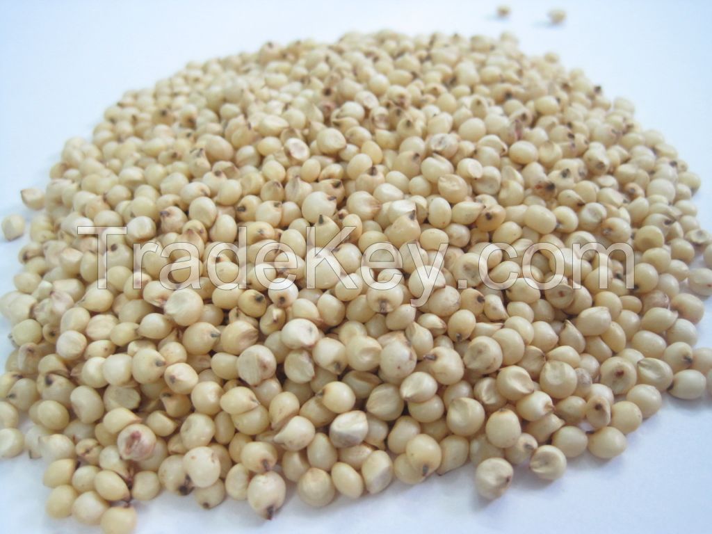 Sell White and red Sorghum