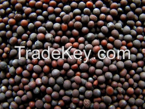 Sell Black Mustard Seeds