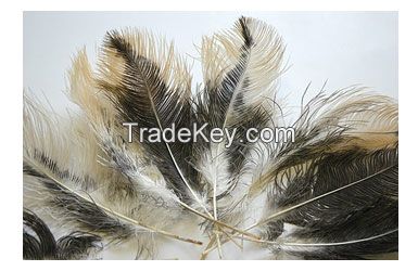 ostrich plumes feathers for sale