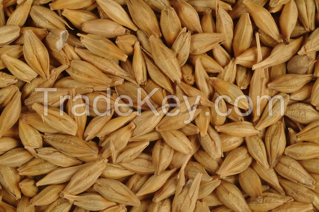 Barley for malt / Barley feed / Malted Barley for sale