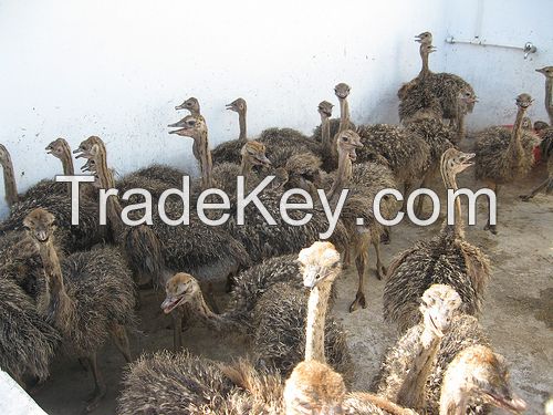 Sell ostrich chicks