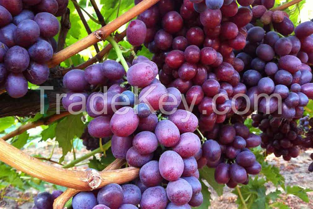 Sweet and high quality Grapes