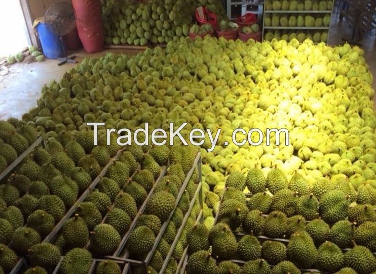 Fresh Durians - the best price for you