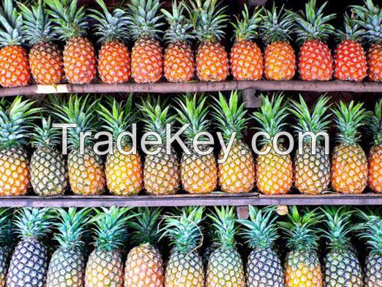 Best Quality Fresh Pineapples at affordable prices.