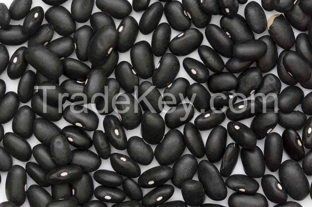 Black Beans Factory -Best Quality and Price