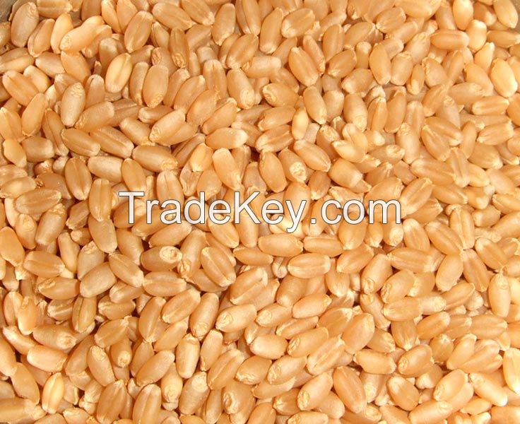 Durum Wheat