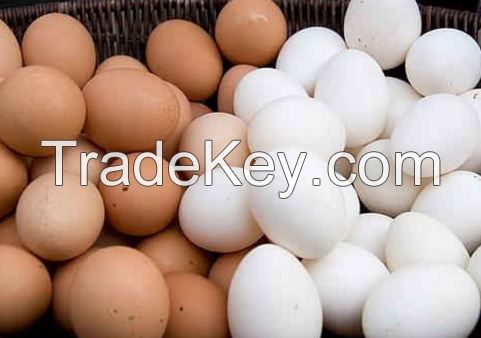 Fresh Chicken Table Eggs & Fertilized Hatching Eggs, White and Brown eggs