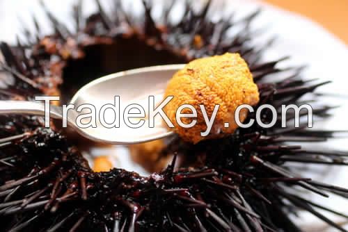 Sea Urchin for sale