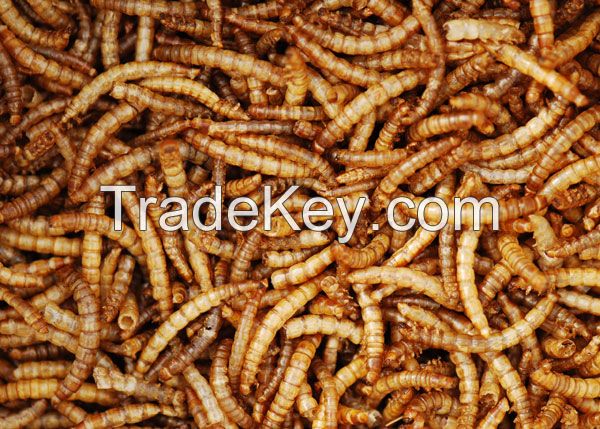 download dried mealworms