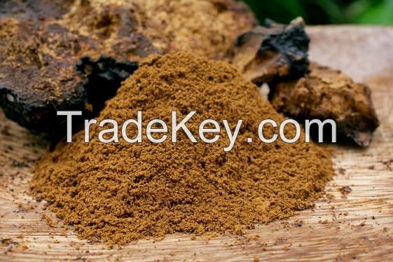 100% pure wild siberian chaga extract Chaga Extract Powder