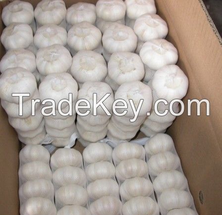 Fresh Normal White Garlic
