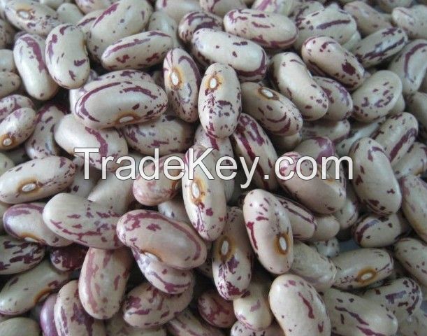 Light Speckled kidney beans dried kidney beans