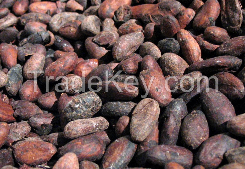 Wholesale chocolate Raw Cocoa Beans