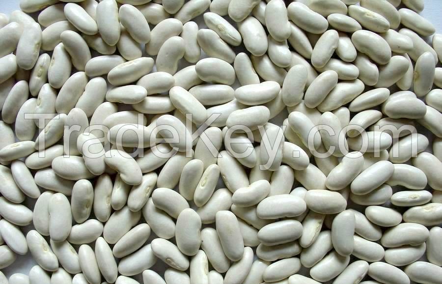 Dried kidney beans white kidney bean