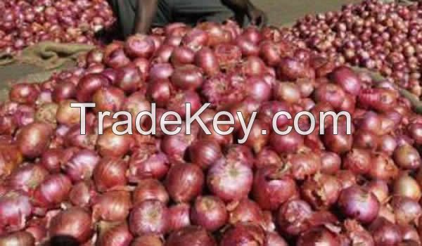 FRESH RED ONIONS