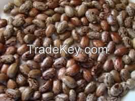 CASTOR BEAN SEEDS