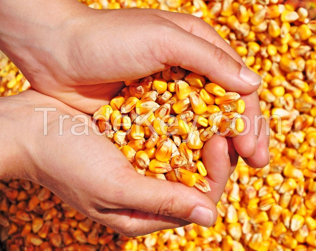 Yellow corn/maize for sale.