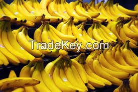 Cavendish Bananas direct from the farm