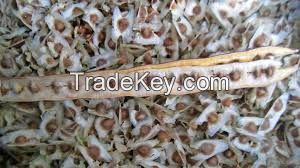 moringa seeds for sale